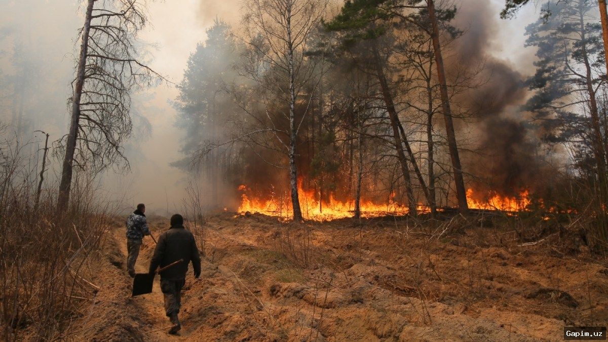 🔥🌲 Крупный лесной пожар в Чернобыльской зоне: площадь превысила 1,1 тыс. гектаров