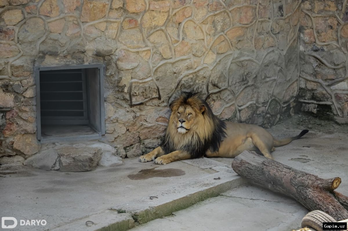 🐾📜 Uzbekistan Develops Law to Protect Animals from Cruelty