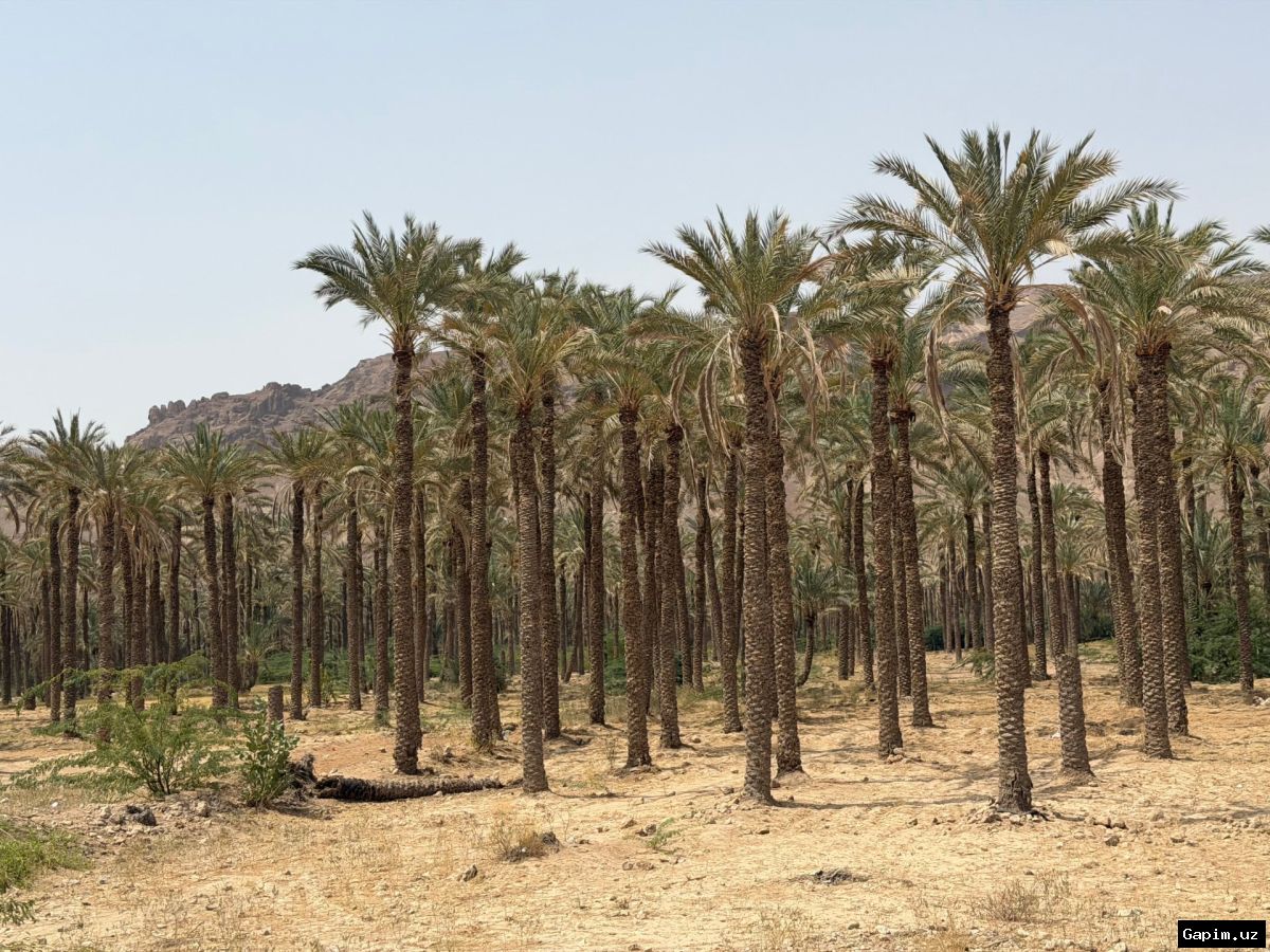 🌴🌞 Yamandagi xurmo hosili: Hajr aholisi uchun hayot manbai