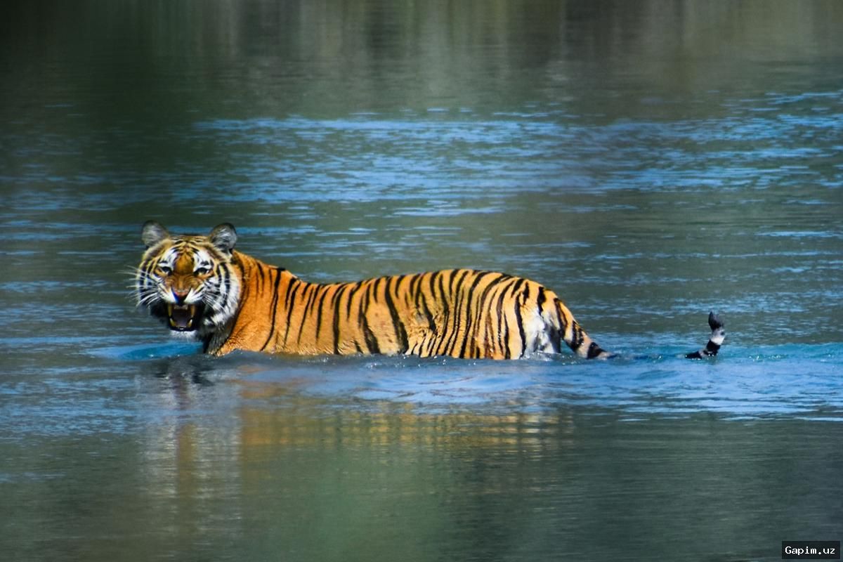 🐅🌿 Nepalda yoʻlbarslar oʻrtasida kuzatilgan gʻayrioddiy holat boʻyicha savollar saqlanib qolmoqda