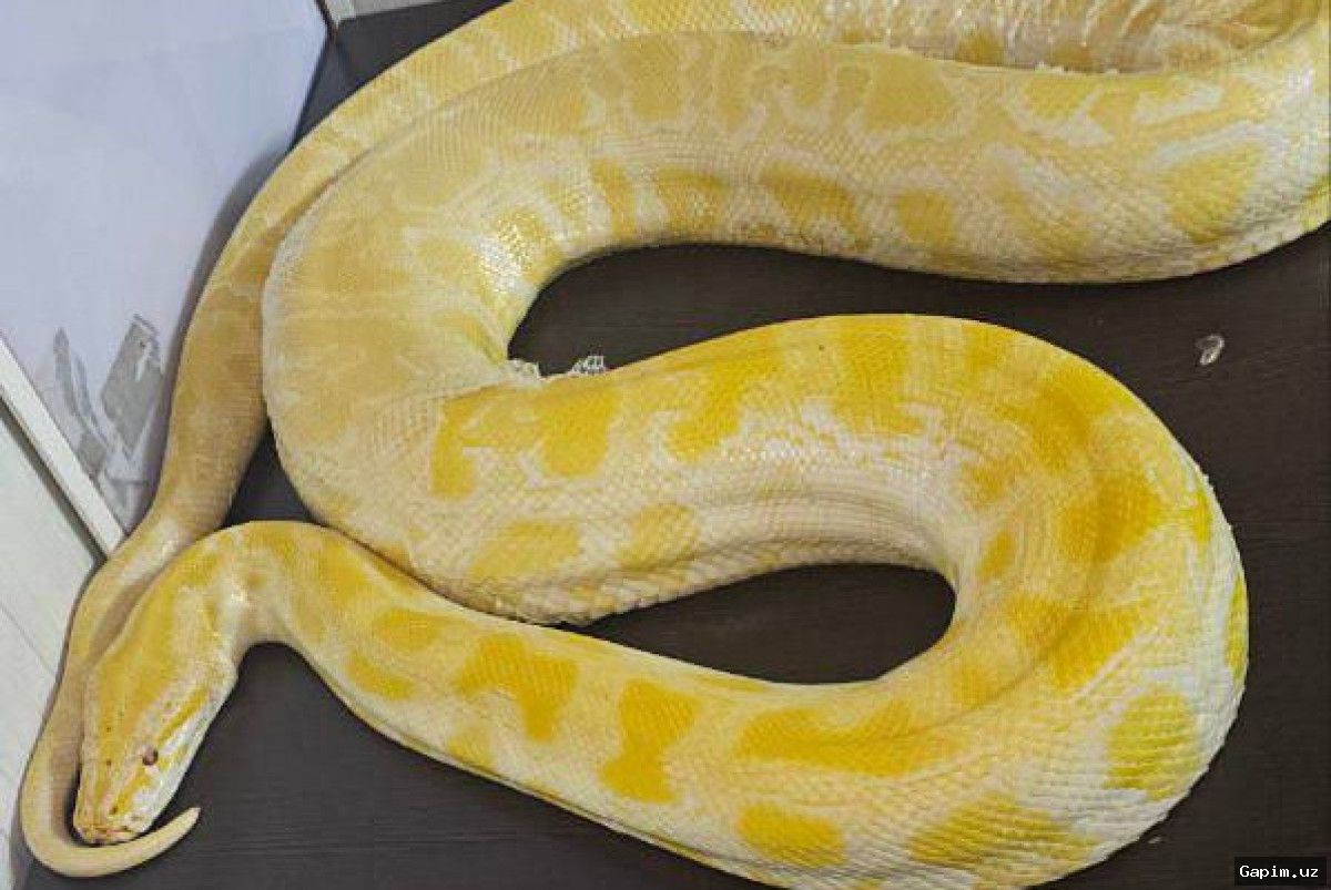 🐍🚫 На таможенном посту «Навои» пресечена контрабанда живой змеи