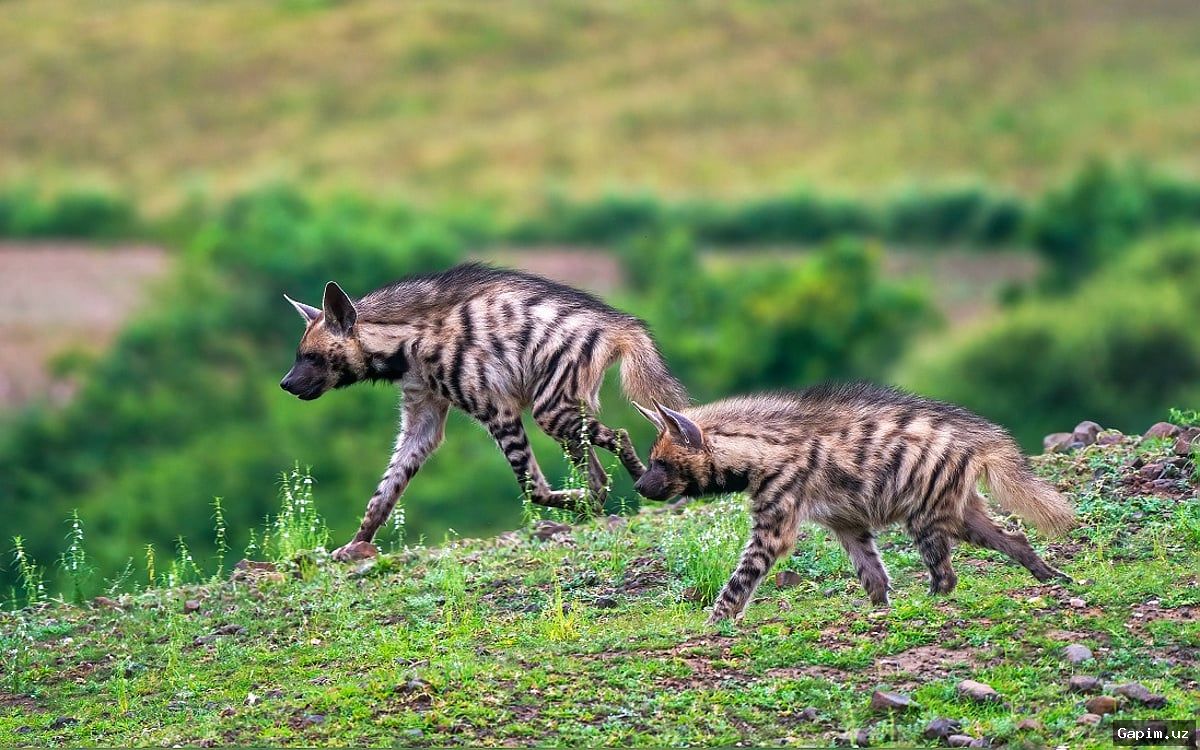🐆🌍 Инициатива Узбекистана и Таджикистана по сохранению полосатой гиены получила международную поддержку