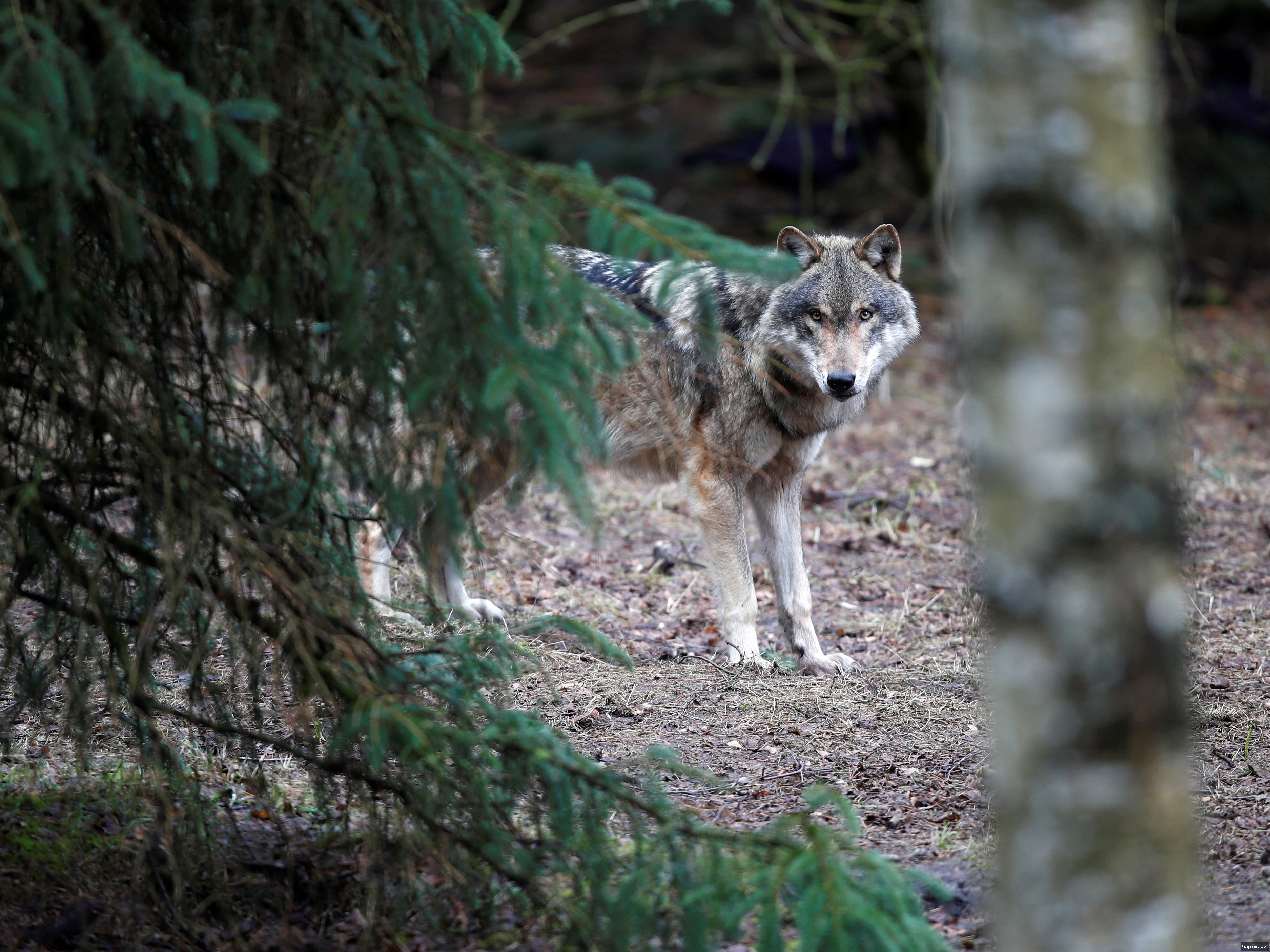 ⚖️ German Parliament Passes Law Allowing Wolf Culling, Sparking Debate Between Farmers and Conservationists