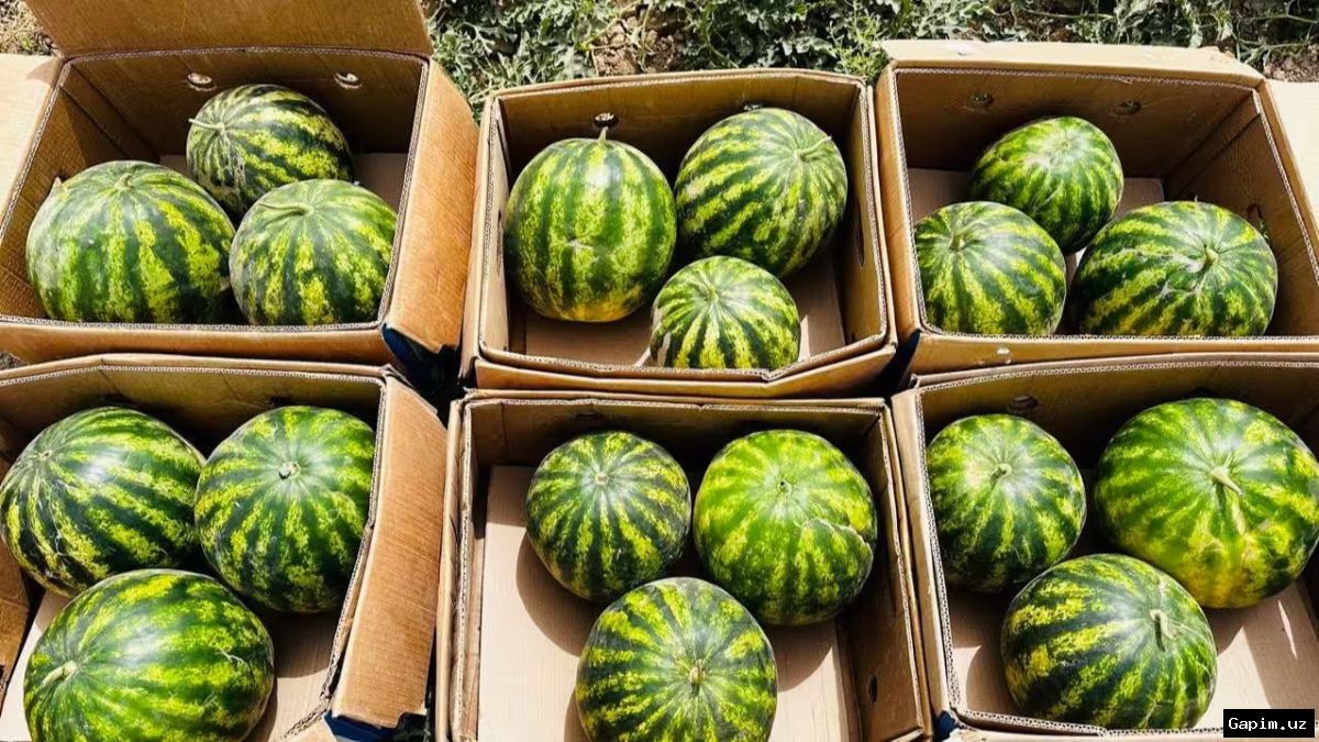 🍈⚠️ На рынке Ташкента обнаружены опасные дыни с превышением нитратов