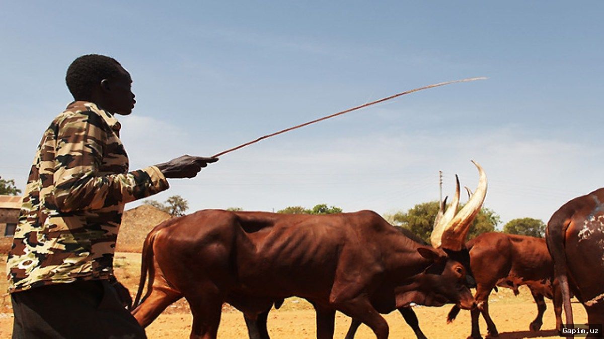 🔫🌍 Janubiy Sudanda qurolli hujum: kamida 49 kishi halok bo‘ldi