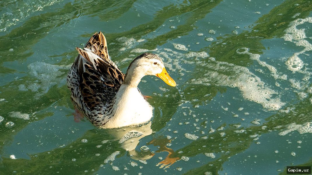 🦆🪨 Скандал в ташкентском парке: мужчина отстреливал уток из рогатки под предлогом защиты от инфекций