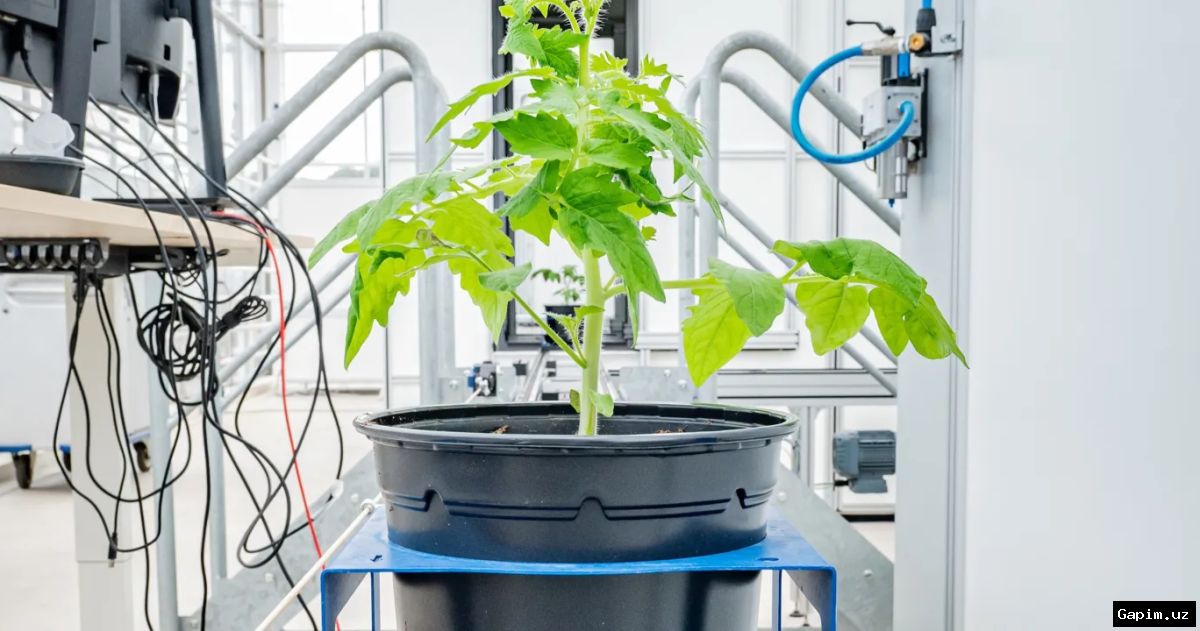 🌱🔬 Нидерландские ученые работают над созданием растений, устойчивых к изменению климата