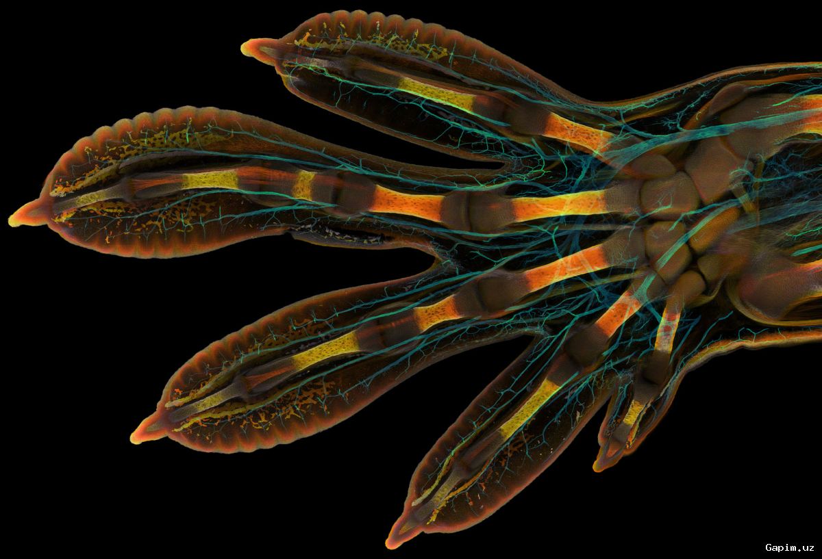 📸🔬 Названы победители престижного конкурса микрофотографии Nikon Small World