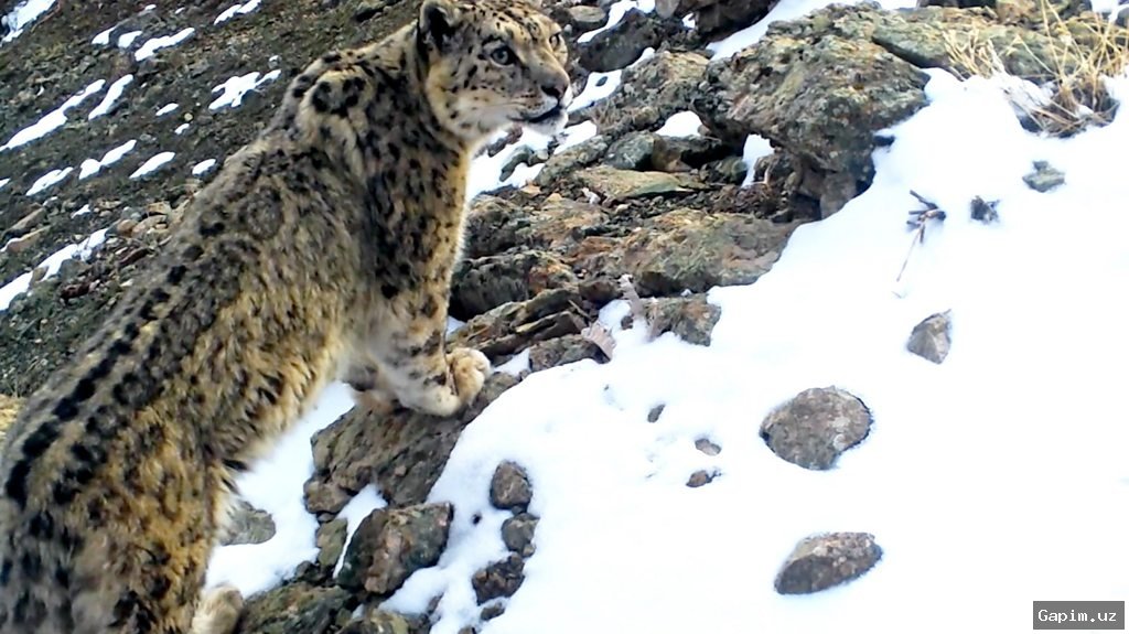🐆🏔️ BBC Expedition in Uzbekistan Searches for Snow Leopard: An Adventure in Conserving the Elusive Predator