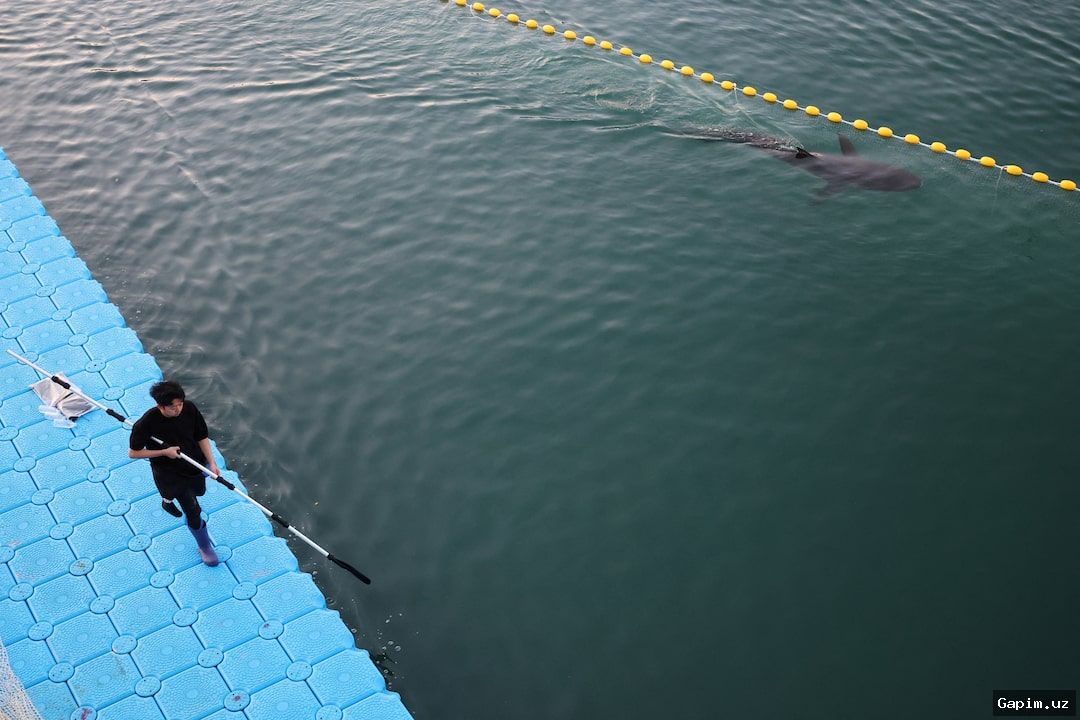 🦈🌊 Ситуация с акулой в Южной Корее: хищница продолжает возвращаться в городской канал