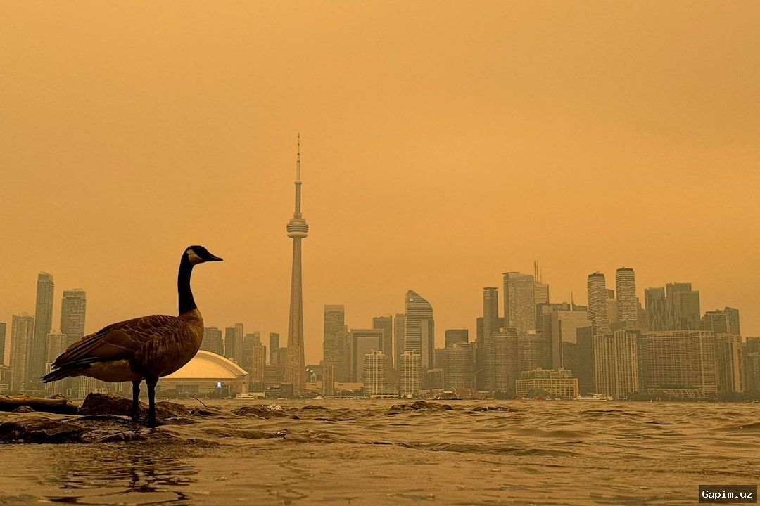 🔥🌲 Toronto dunyodagi eng iflos havoga ega shahar bo‘ldi: o‘rmon yong‘inlari tutuni Shimoliy Amerikani qopladi