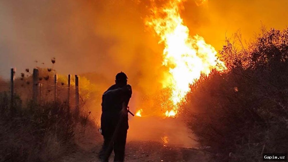 🔥🌲 Президент Алжира потребовал смертной казни за поджоги лесов