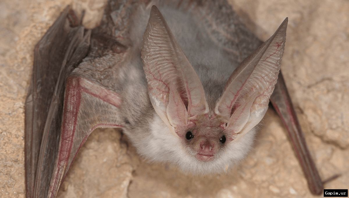 🦇🔍 В Узбекистане обнаружен новый вид летучей мыши: туркменского ушана не встречали более полувека