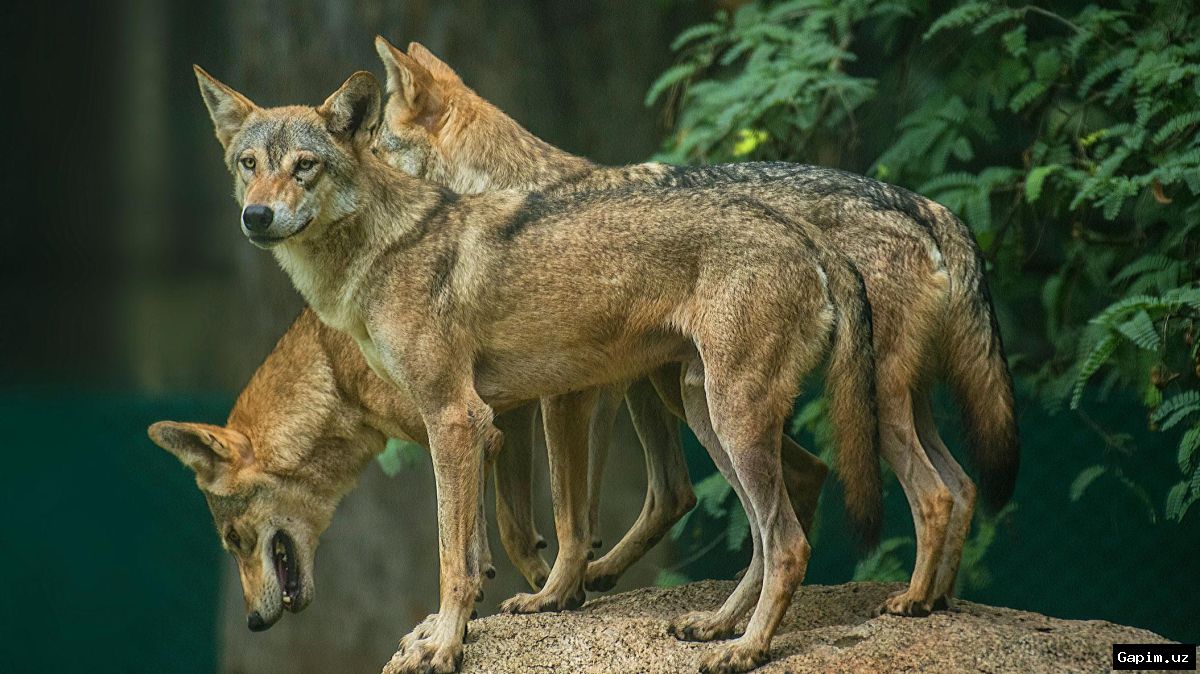 🐺🚨 Wolf attacks 4 people in Syrdarya region: animal neutralized