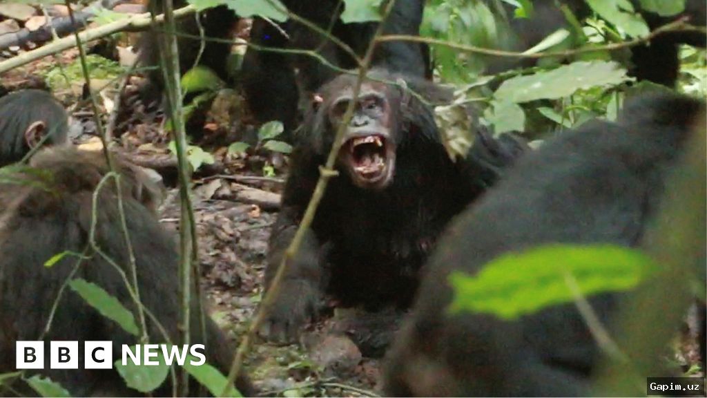 🐒💥 Крупнейшая в мире группа диких шимпанзе раскололась и ведет "гражданскую войну" уже восемь лет