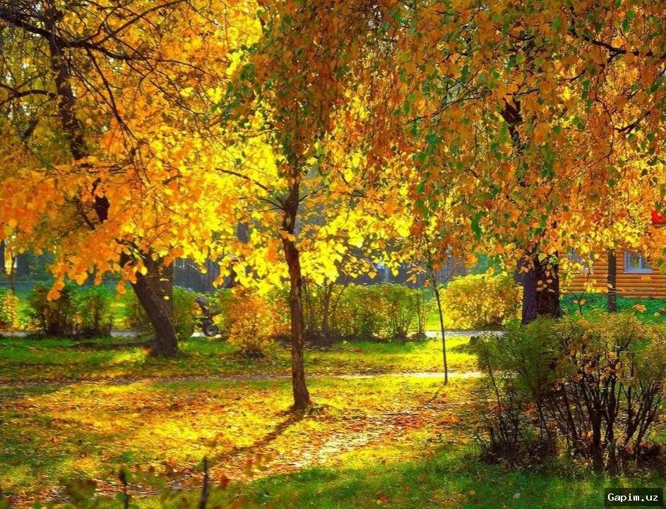 🌤️🍂 O‘zgidromet yaqin kunlardagi ob-havo prognozini e’lon qildi