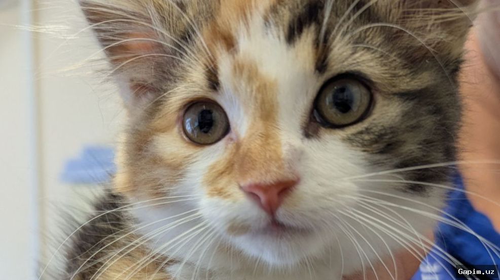🐱📹 Uzbekistan: Youths fined for throwing kitten over fence for social media content