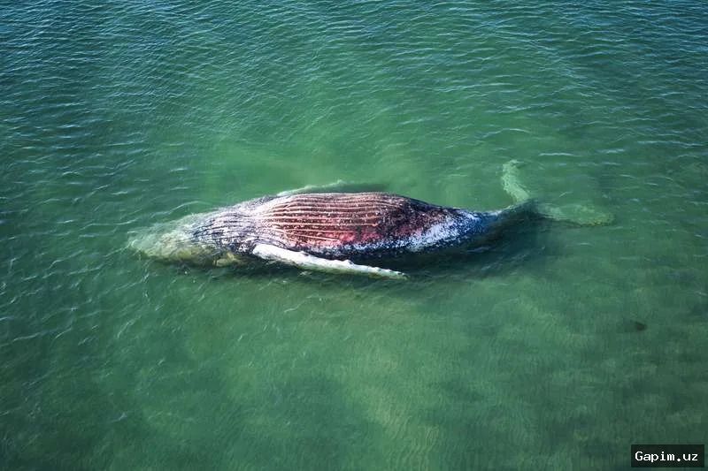 🐋⚠️ Мертвый кит на датском острове вызывает беспокойство