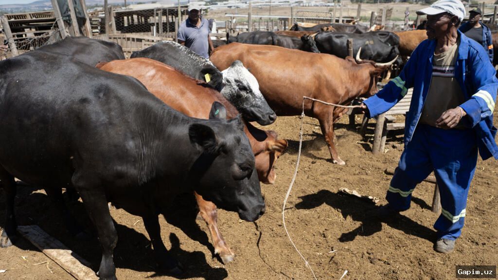 🐄🚫 В Намибии введены жесткие ограничения из-за вспышки ящура и сокращения экспорта мяса