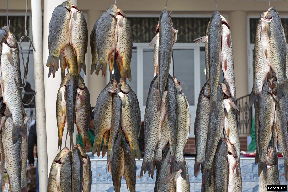 🐟ru 🇷🇺 В Узбекистане намерены довести производство рыбы до одного миллиона тонн в год