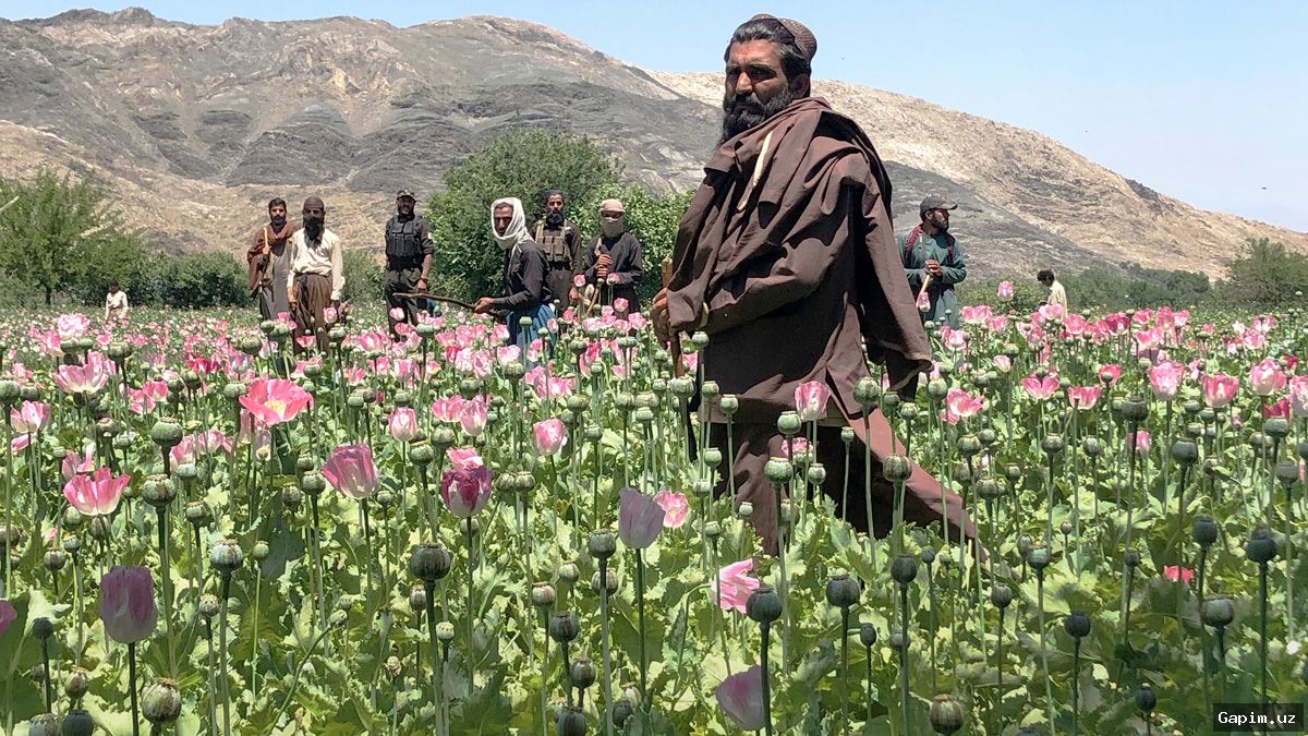 🌿🚔 Two opium poppy plantations discovered in Surxondaryo region
