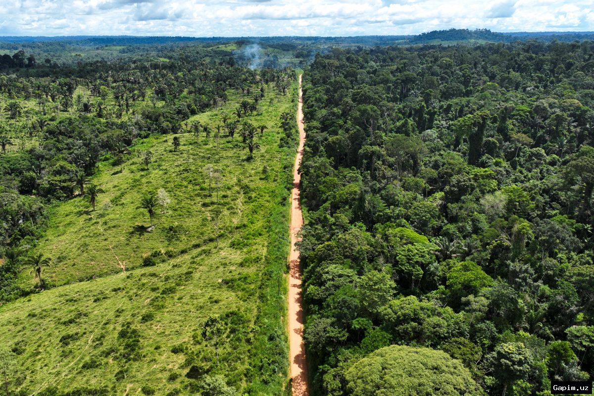 🌳📊 В Бразилии заявили о рекордном сокращении вырубки лесов Амазонии на фоне выборов
