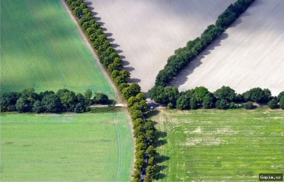 🌳🏙️ В Сурхандарье и Сырдарье началось строительство «зеленых стен» для борьбы с пыльными бурями