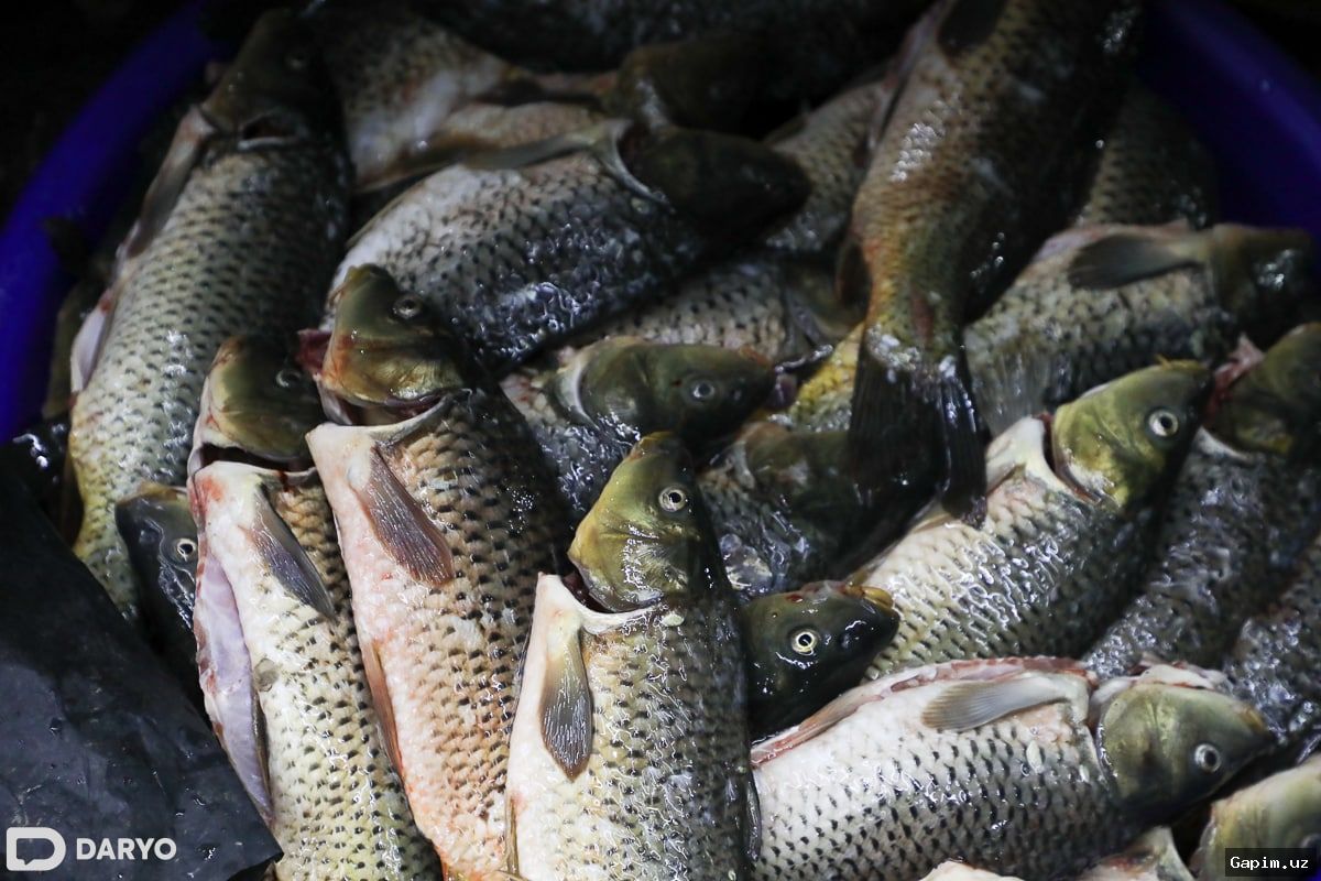 🐟🚫 Illegal Fishing with Monofilament Net Discovered in Surkhandarya