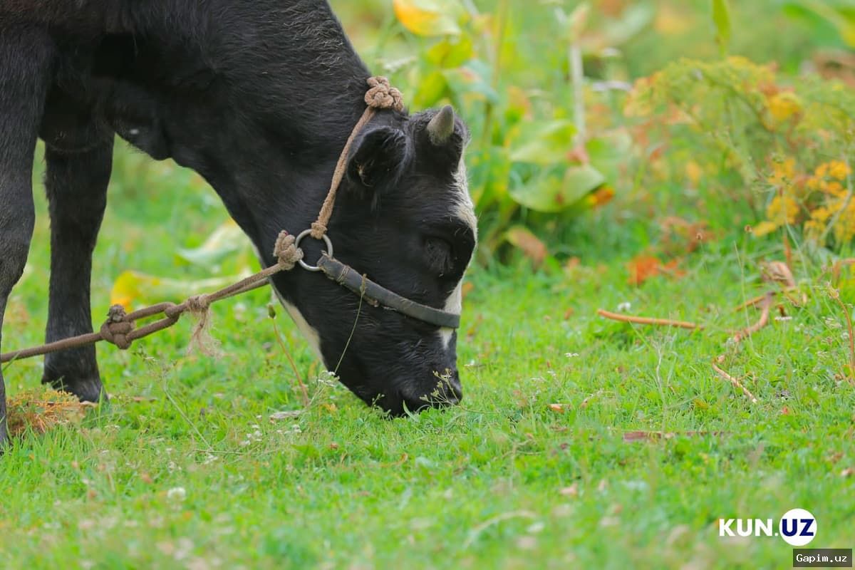 🐄📋 Uzbekistan introduces animal identification system: what changes?