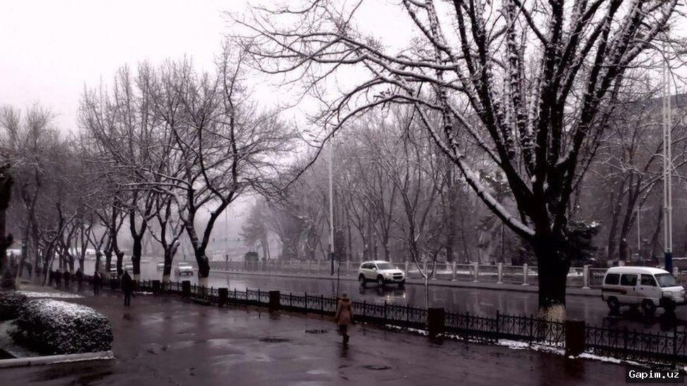 🌳⚖️ Man Climbs Tree in Protest at Uzbekistan's Supreme Court