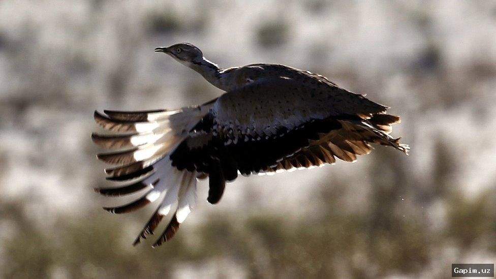 🦅🌵 Navoiy cho‘llariga 778 ta yo‘rg‘a tuvaloq qo‘yib yuborildi