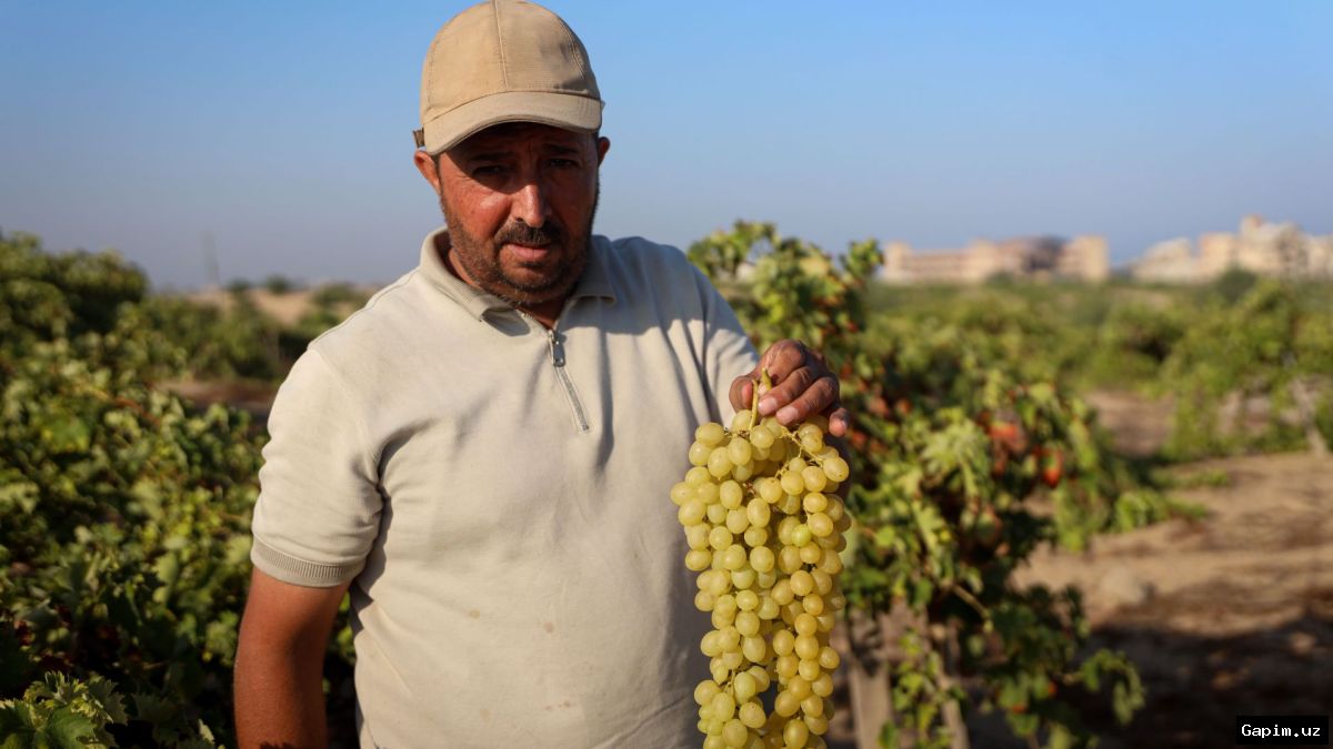 🍇🌿 Фермер из Газы вернулся на свой виноградник после войны: «Это моя душа»