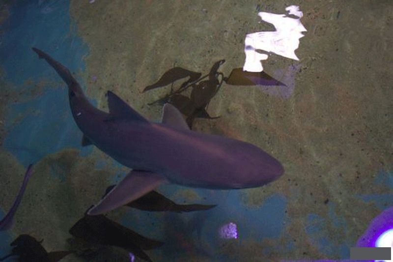 🏊‍♂️🦈 В подвале жилого дома в Фергане обнаружили бассейн с сиамскими акулами