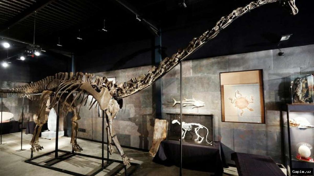 🦕🌍 В Испании найдены останки динозавра Diplodocus