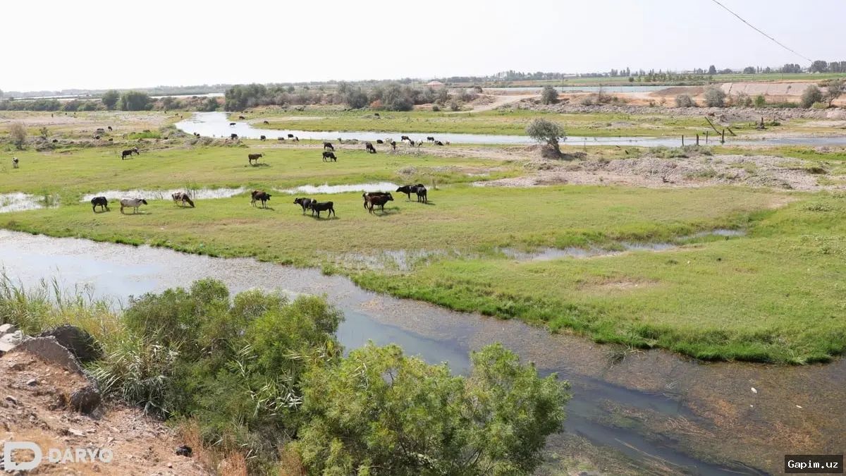 🌾🚜 В Узбекистане кардинально меняются правила использования пастбищ: земли разделят по цветным категориям