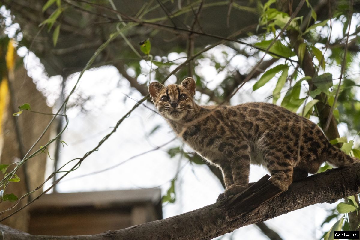 🐆🌿 В Боливии обнаружен новый вид дикой кошки: «тилькайо»