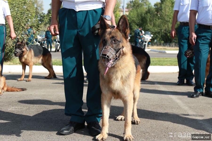 🐕🇰🇿 Toshkentda chegarachilar va kinologlar uchun o'quv kursi o'tkazildi