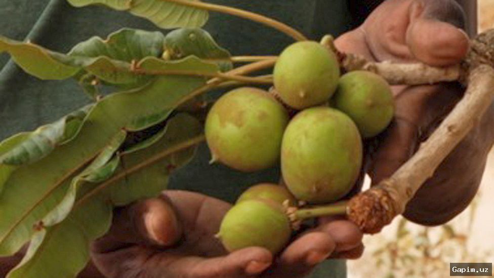 🌳🔥 Ugandada shea daraxtlarining yo‘qolishi va muqobil yoqilg‘i sifatida briketlar ishlab chiqarish