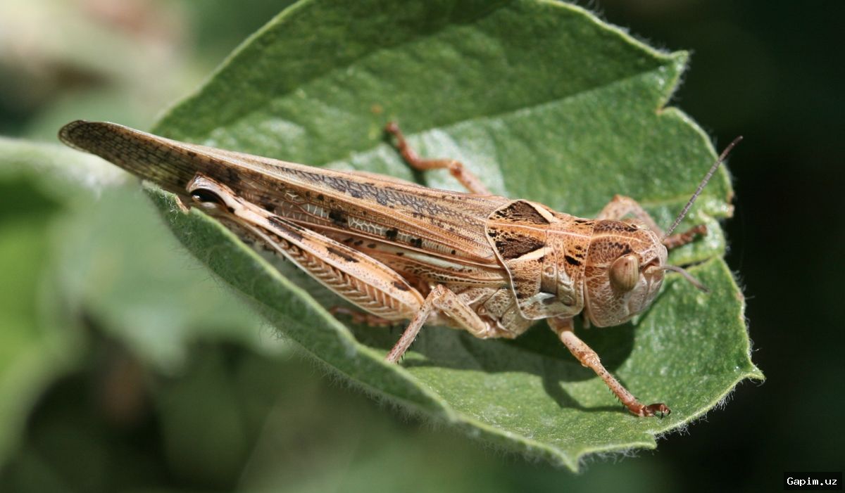 🐛🚜 В Узбекистане обнаружена марокканская саранча: обработано более 3600 гектаров