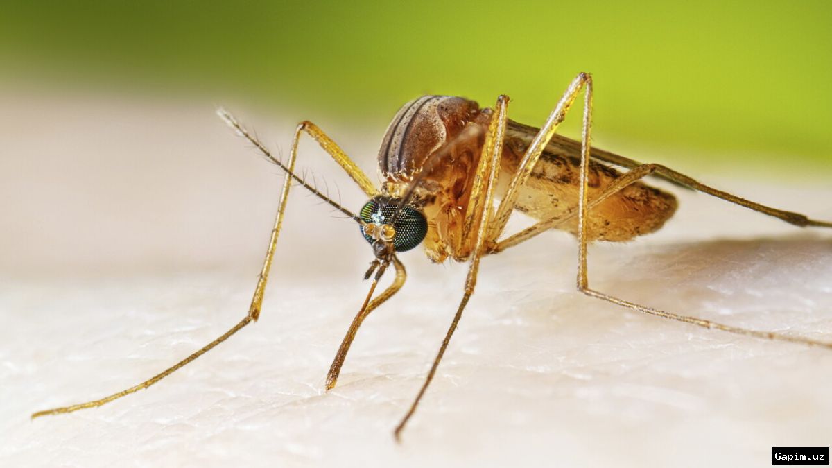 🦟✈️ Third malaria death reported near Frankfurt Airport