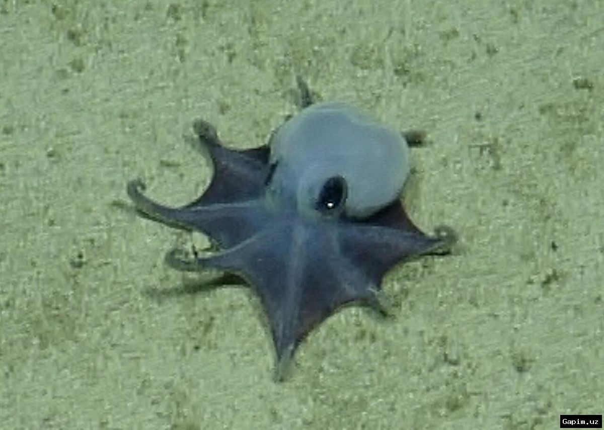 🐙🔬 Galapagos orolida yangi turdagi kichkina ko‘k sakkizoyoq topildi