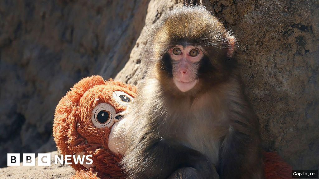 🐒🚔 Двое граждан США арестованы за прыжок в вольер обезьяны в японском зоопарке