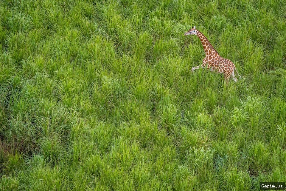 🦒📸 «Yovvoyi tabiatni yodda saqlab» loyihasining yangi jildi jirafalar taqdiriga bagʻishlandi
