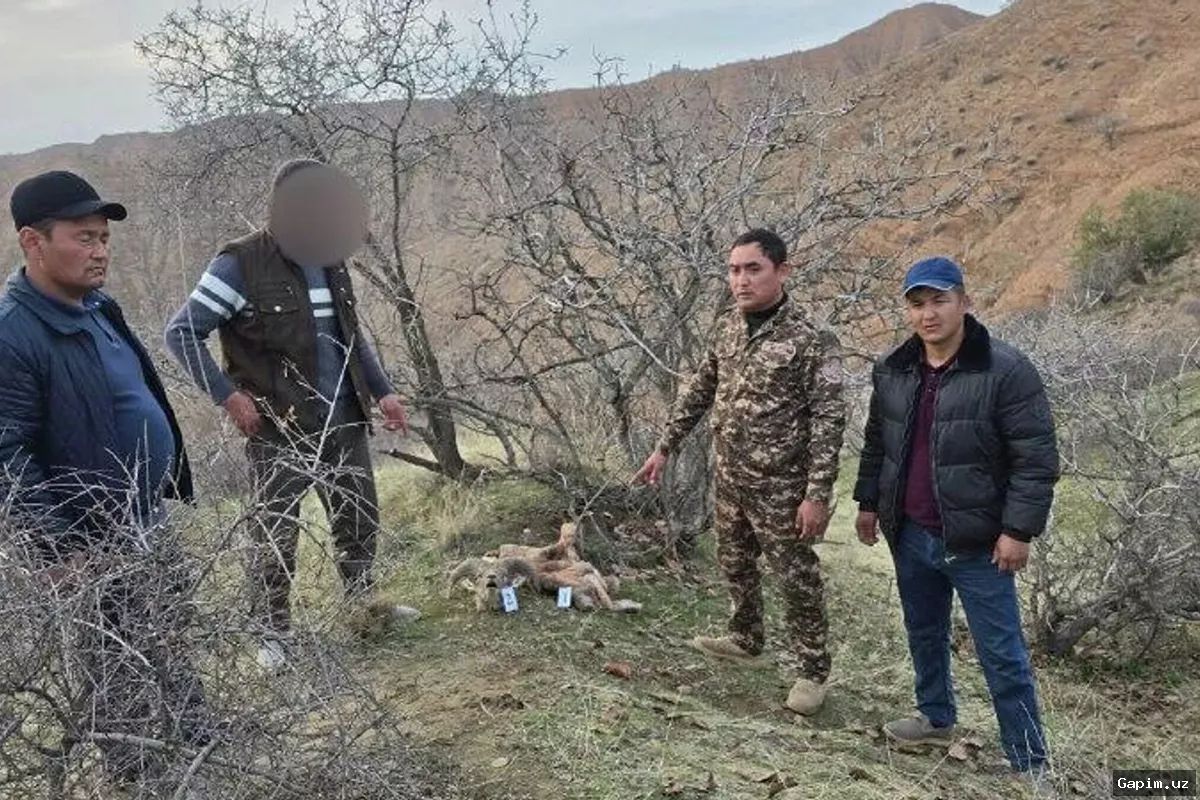 🐻🚨 В Узбекистане пресечена крупная браконьерская охота на редкого бурого медведя