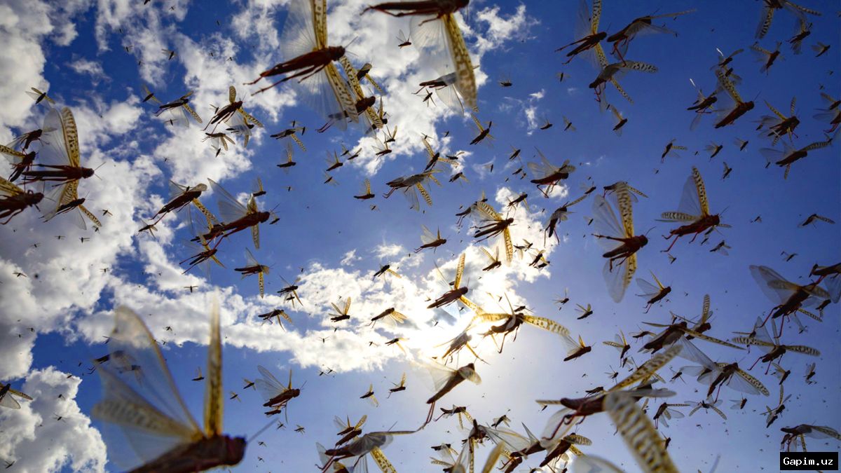 🐛🚜 Locust Infestation Begins in Kashkadarya, Surkhandarya, and Other Regions of Uzbekistan