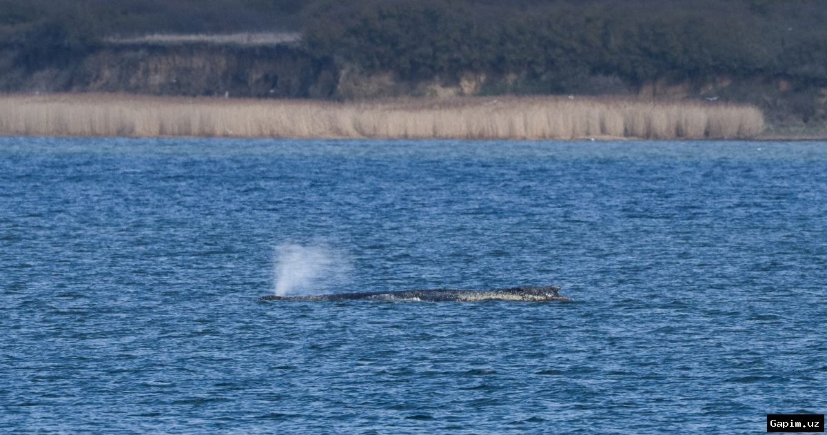🐋😔 Germaniyada kambur kitning o‘limi: Hukumat qutqarish harakatlarini to‘xtatdi
