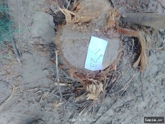 🌳⚖️ Court in Bukhara Rules on Illegal Cutting of 154 Valuable Turanga Trees
