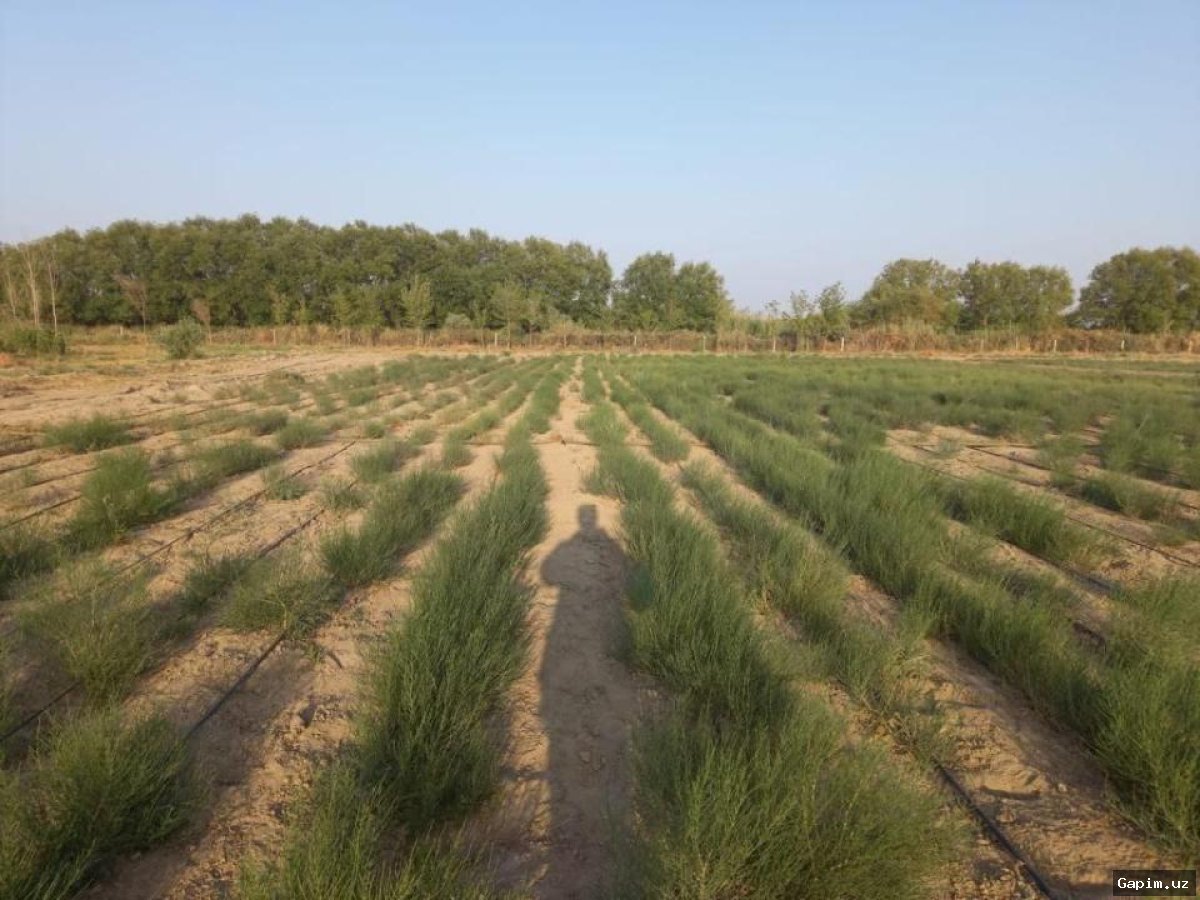 Orol dengizi tubida saksovul ekish ishlari qayta tiklandi
