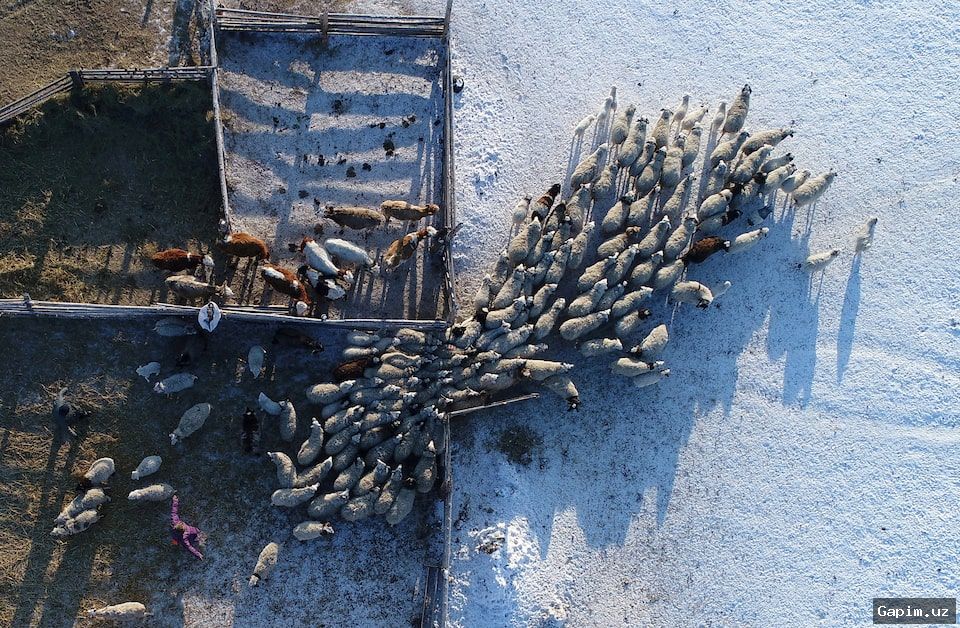 🐄🦠 Вспышка болезни скота в России: Подозрения на ящур и региональные последствия