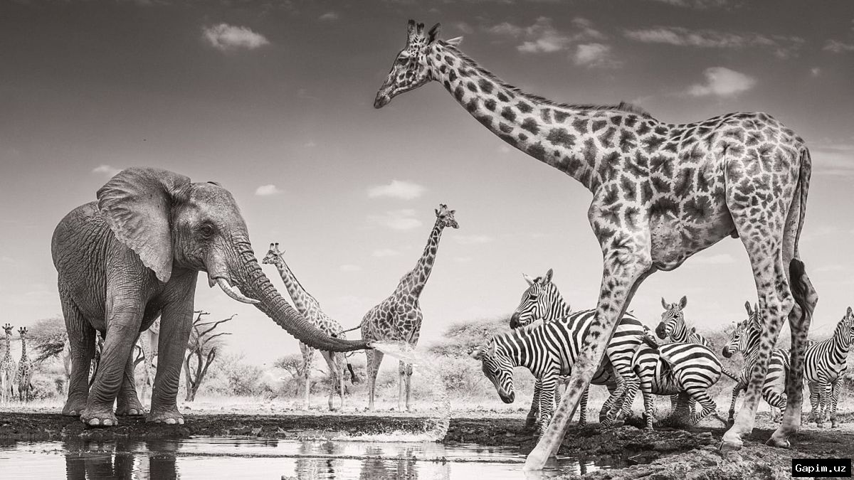 🐘📸 Итальянский фотограф завоевал главный приз престижного международного конкурса